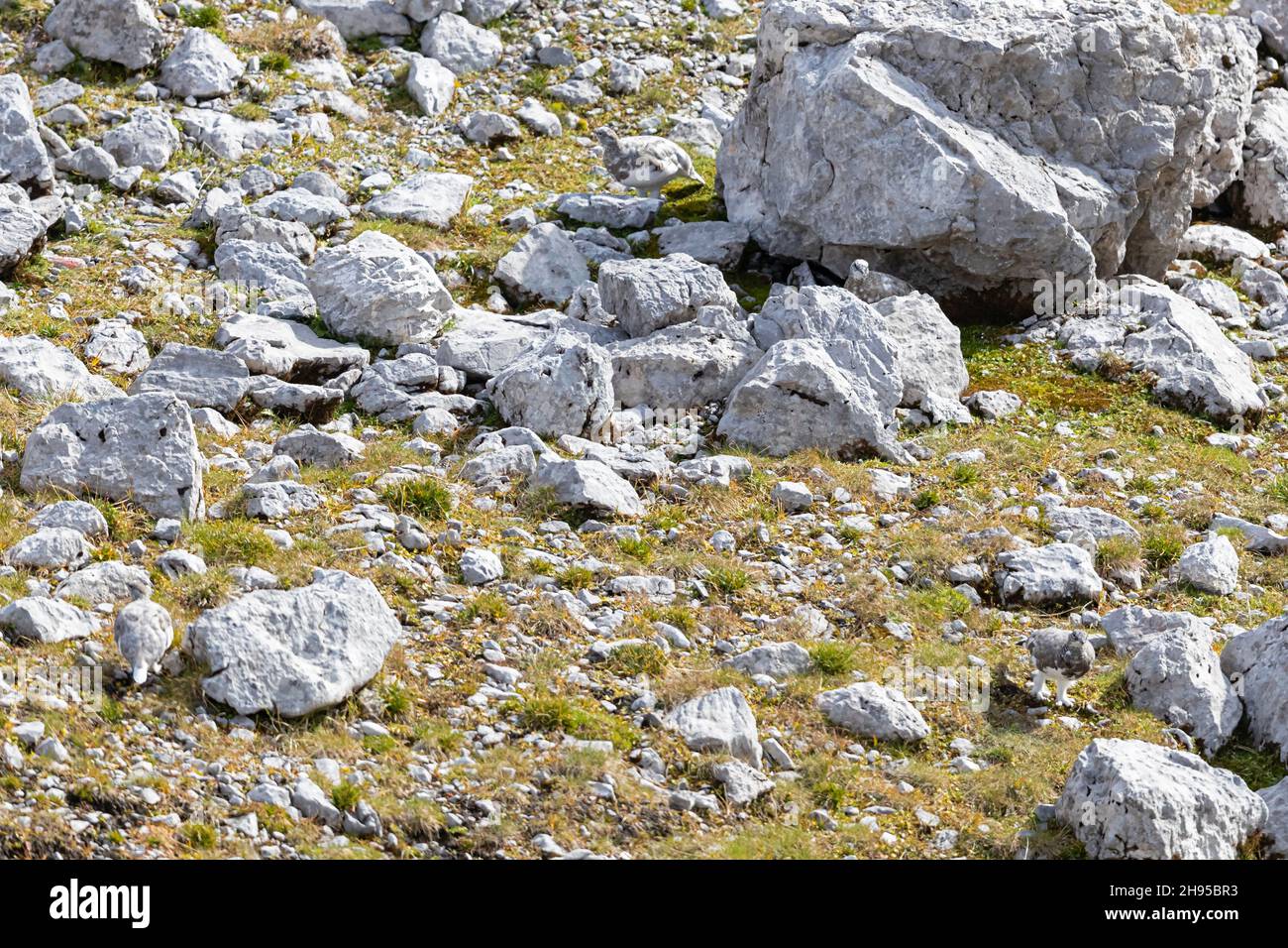 Vier gut getarnte Rock Ptarmigan (Lagopus muta)-Rüben zwischen grauen Felsen Stockfoto