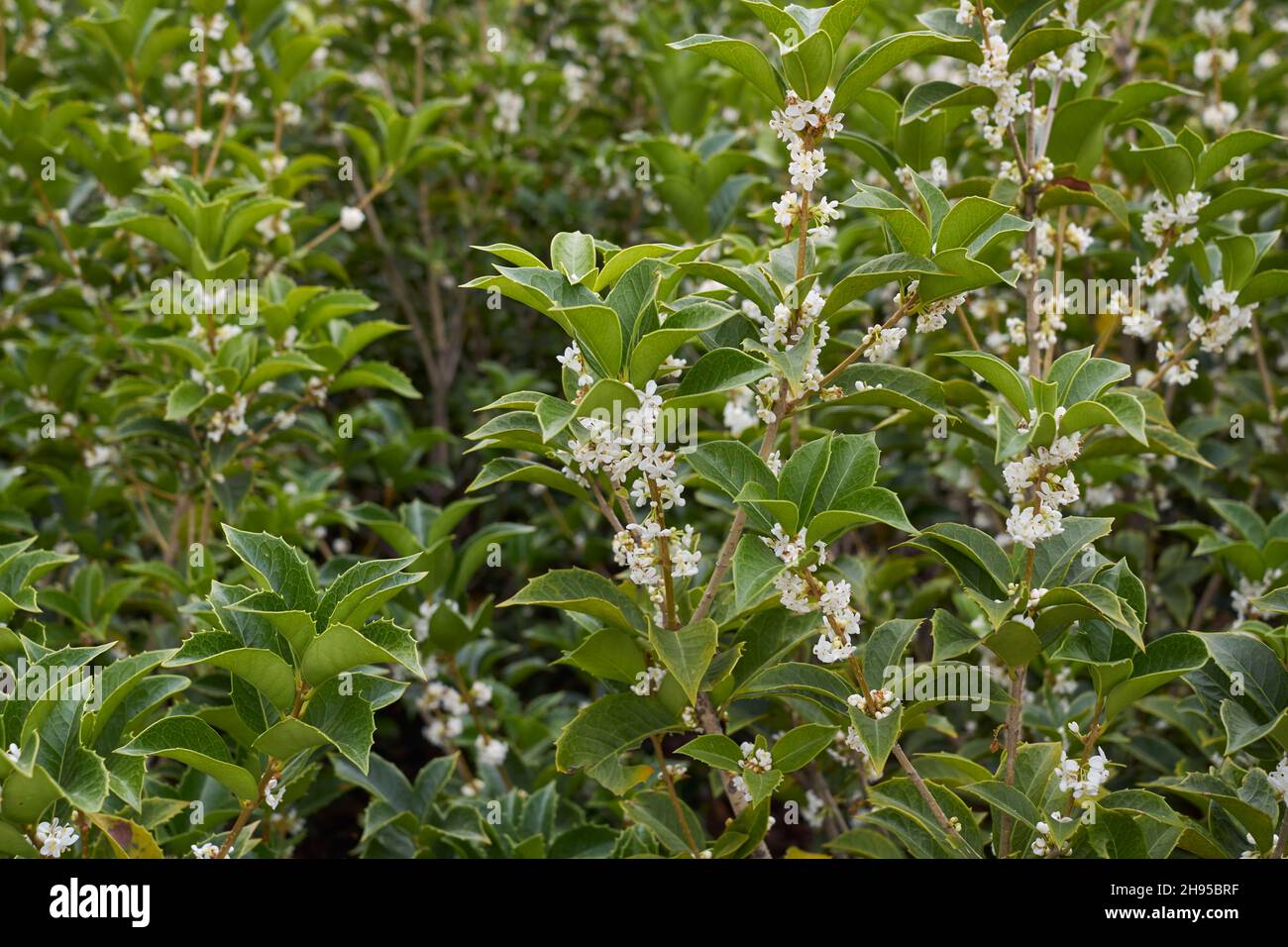 Osmanthus heterophyllus duftende Blüte Stockfoto