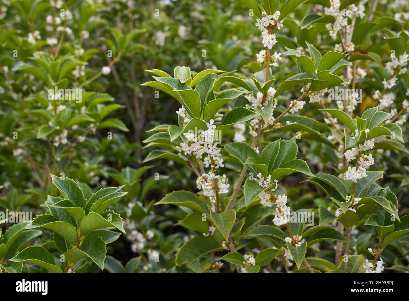 Osmanthus heterophyllus duftende Blüte Stockfoto