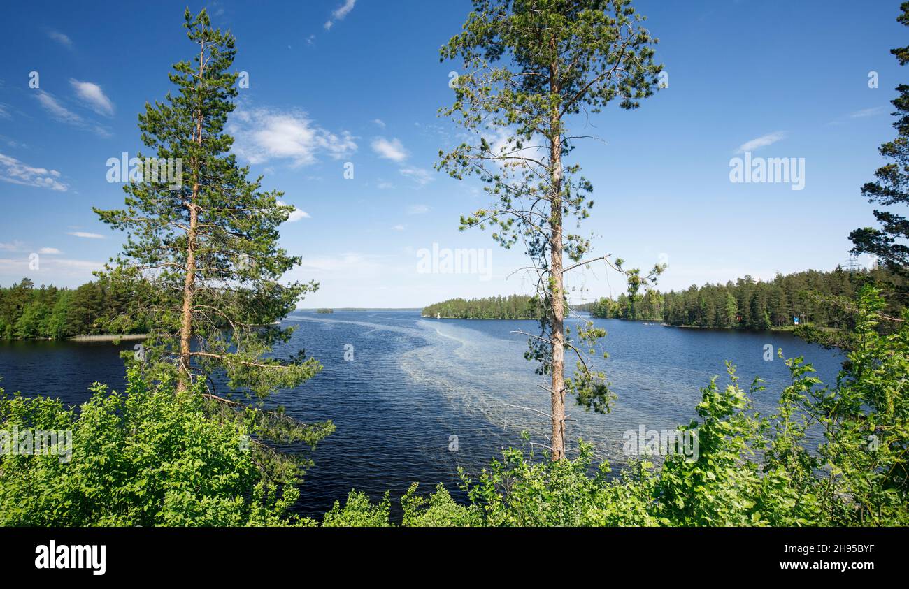 Blick auf den See Pohjois-Konnevesi und eine schwimmende Masse von Kiefernpollen ( pinus sylvestris ) auf der Wasseroberfläche im Sommer , Finnland Stockfoto