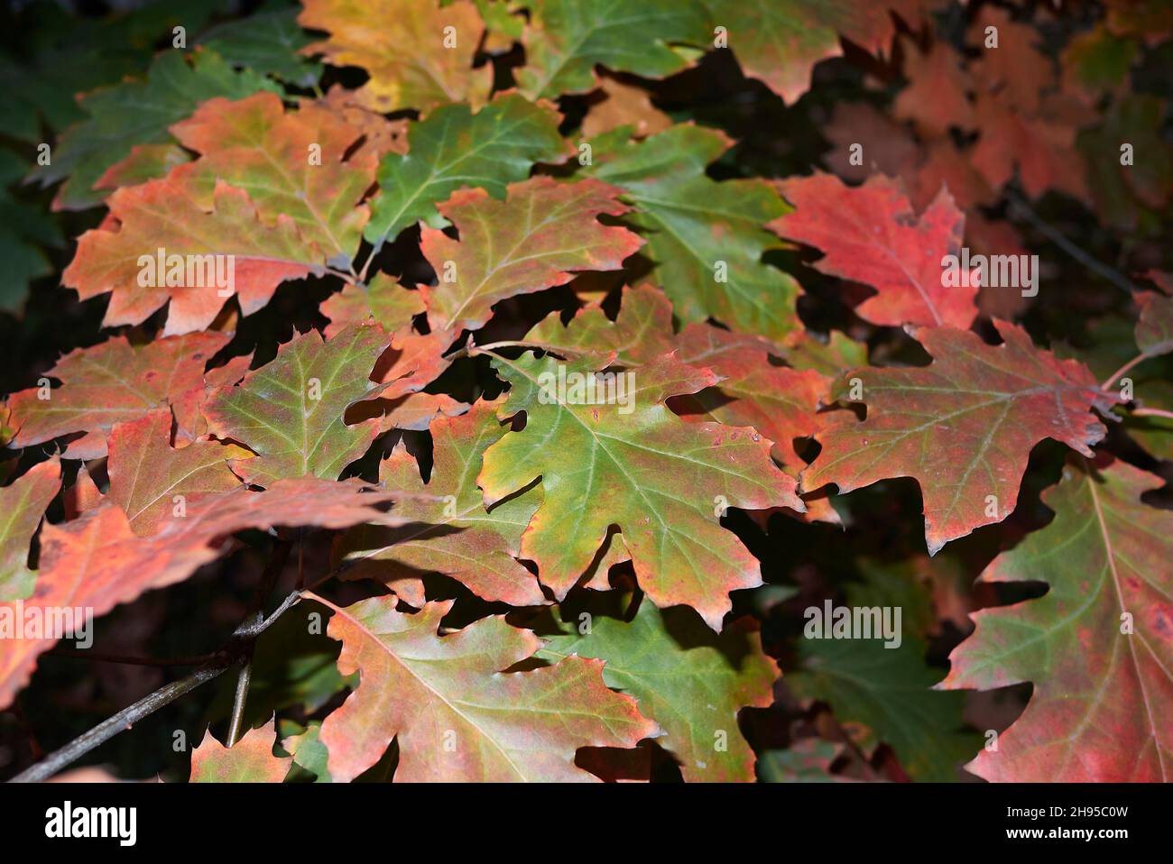 Quercus rubra farbenfrohe Blätter im Herbst Stockfoto