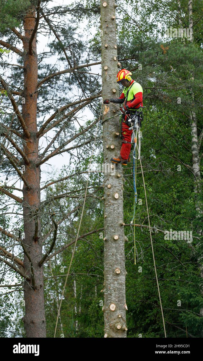 Arbeiter kletterte zu Baum zu Gliedmaßen Ästen und Vorbereitung, um den Baum von oben nach unten zu schneiden, Finnland Stockfoto