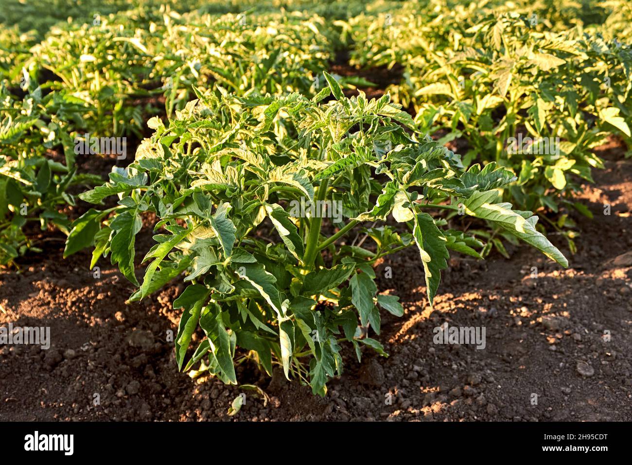 Junge Tomatenpflanzen. Reihen von wachsenden Tomatensämlingen im Frühjahr im Garten. Junge Tomatensträucher auf einem Gemüsegarten an einem sonnigen Tag. Stockfoto
