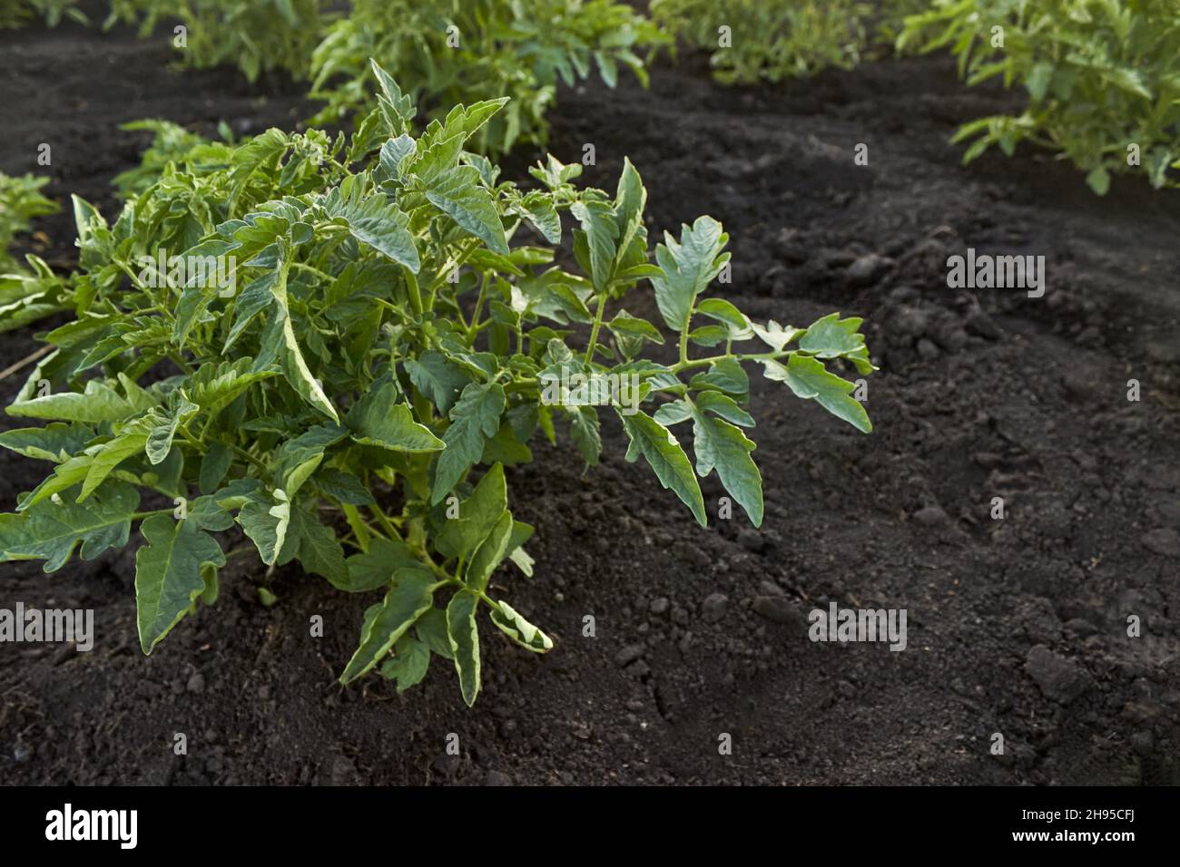 Junge Tomatenpflanzen. Reihen von wachsenden Tomatensämlingen im Frühjahr im Garten. Am Abend junge Tomatensträucher auf einem Gemüsegarten. Das Thema Stockfoto