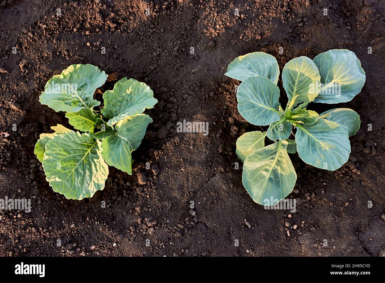 Das Wachstum von zwei Keimlingen von Weißkohl auf Chernozem, wächst in der Gemüsefarm. Nahaufnahme. Stockfoto