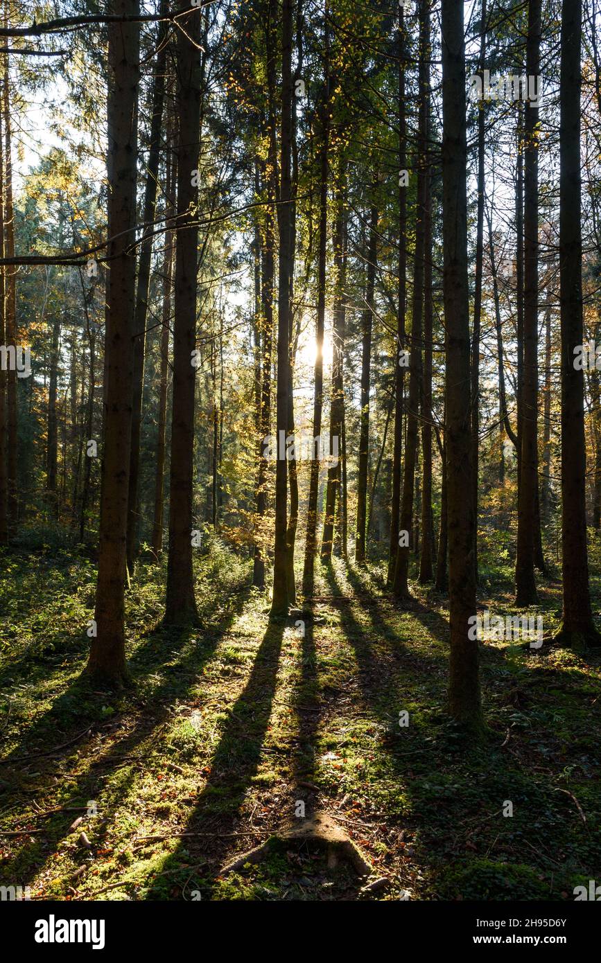 Vertikale Aufnahme der Sonne, die durch die hohen Bäume im Wald in der Schweiz scheint Stockfoto