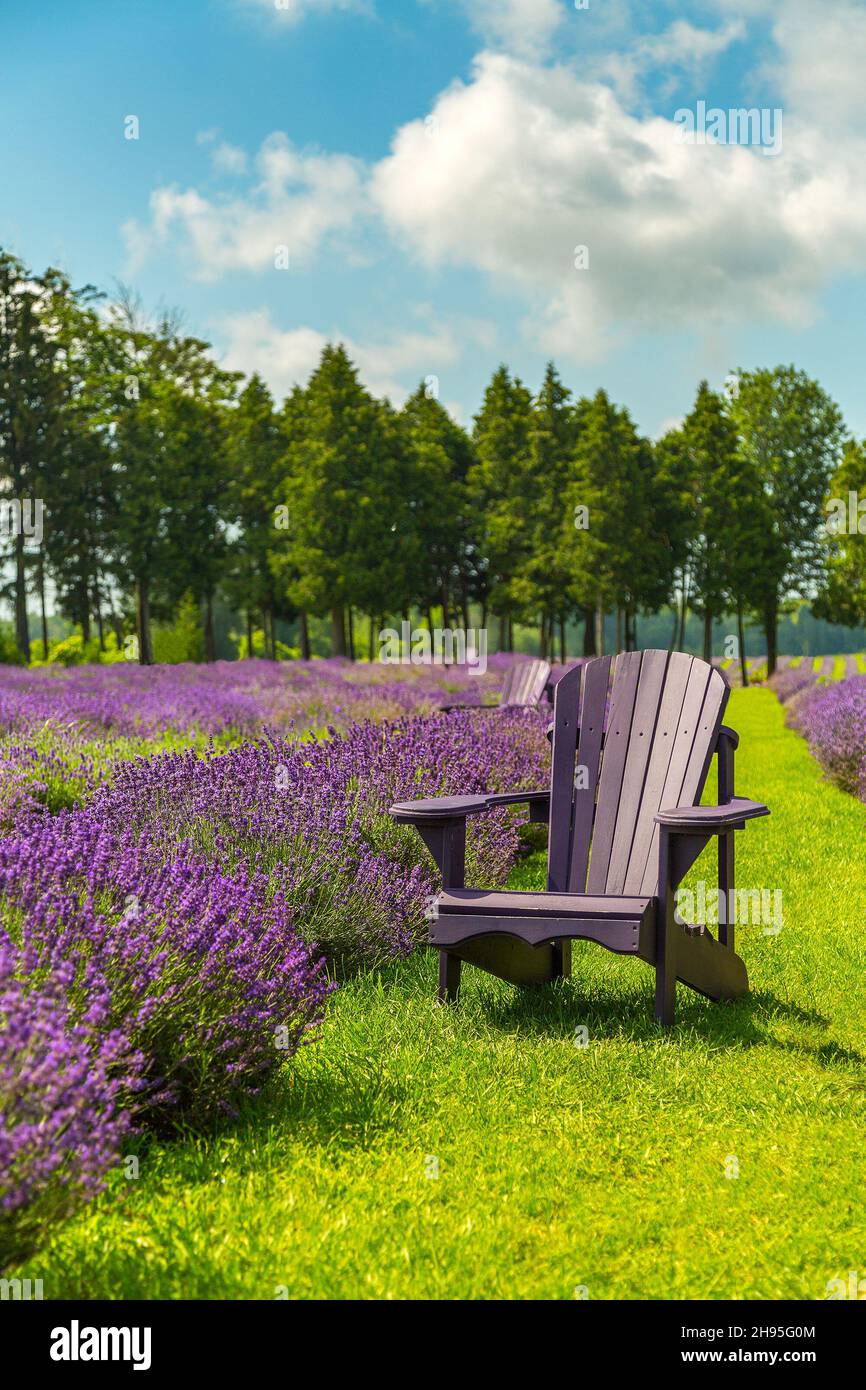Stuhl mitten in einem Lavendelfeld Stockfoto