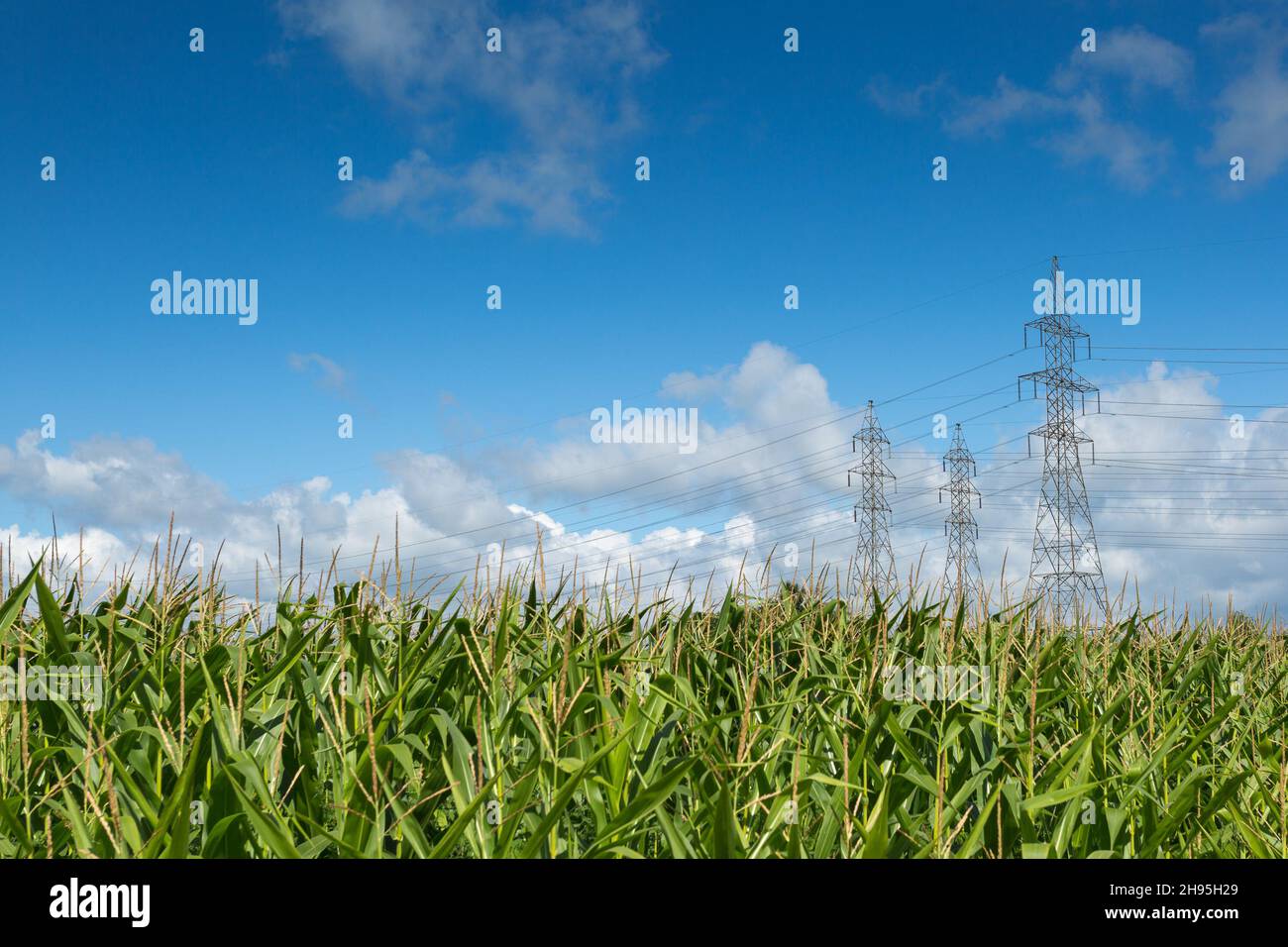 Drei elektrischen Pylonen mit elektrischen Leitungen in einem Maisfeld mit blauen schüchtern und weiße Wolken Stockfoto