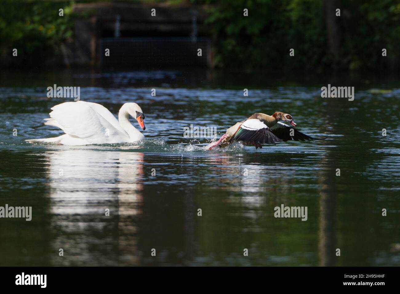 Muter Schwan (Cygnus olor), auf See, Jagd nach ägyptischer Gans, (Alopochen aegyptian), aus seinem Brutgebiet, Niedersachsen, Deutschland Stockfoto