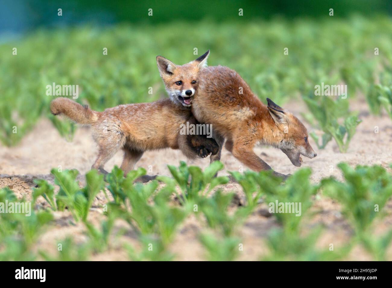 Europäischer Rotfuchs (Vulpes vulpes), zwei Jungen, die um Nahrung kämpfen, Niedersachsen, Deutschland Stockfoto