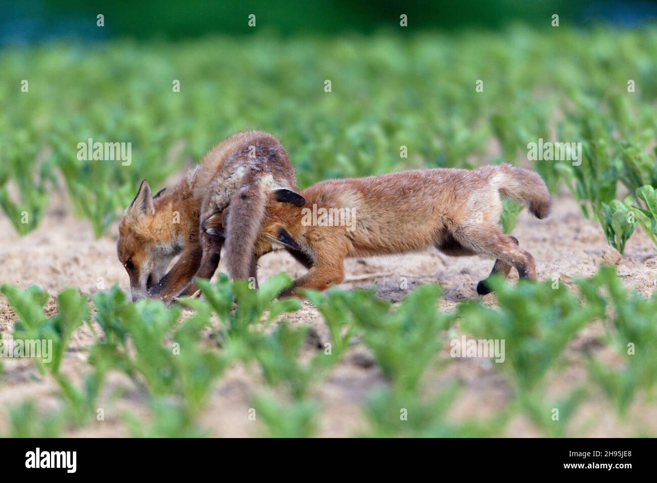 Europäischer Rotfuchs (Vulpes vulpes), zwei Jungen, die um Nahrung kämpfen, Niedersachsen, Deutschland Stockfoto
