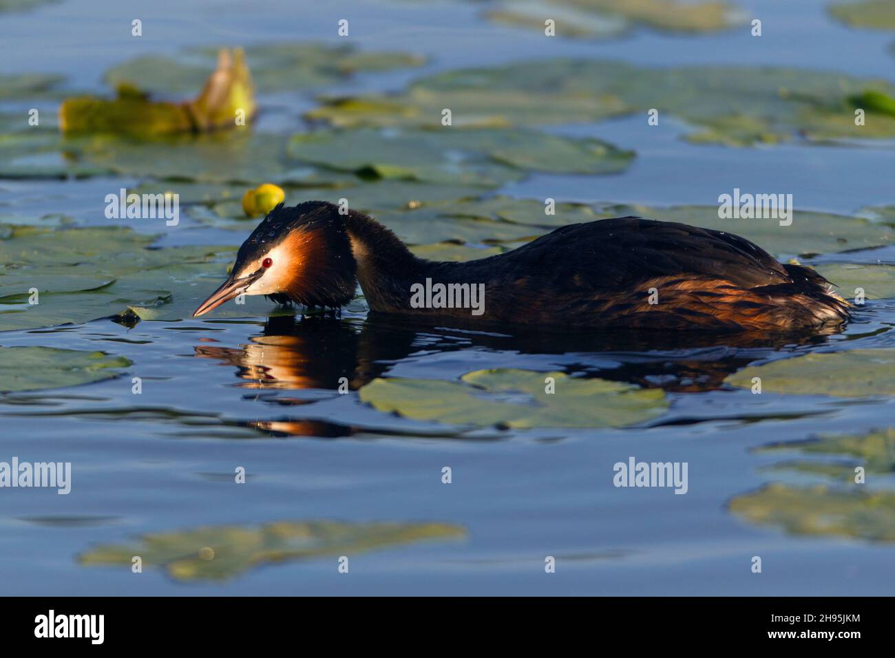 Haubentaucher, (Podiceps cristatus), Männchen mit Kopf geduckt, während der Brutzeit, am See, Niedersachsen, Deutschland Stockfoto