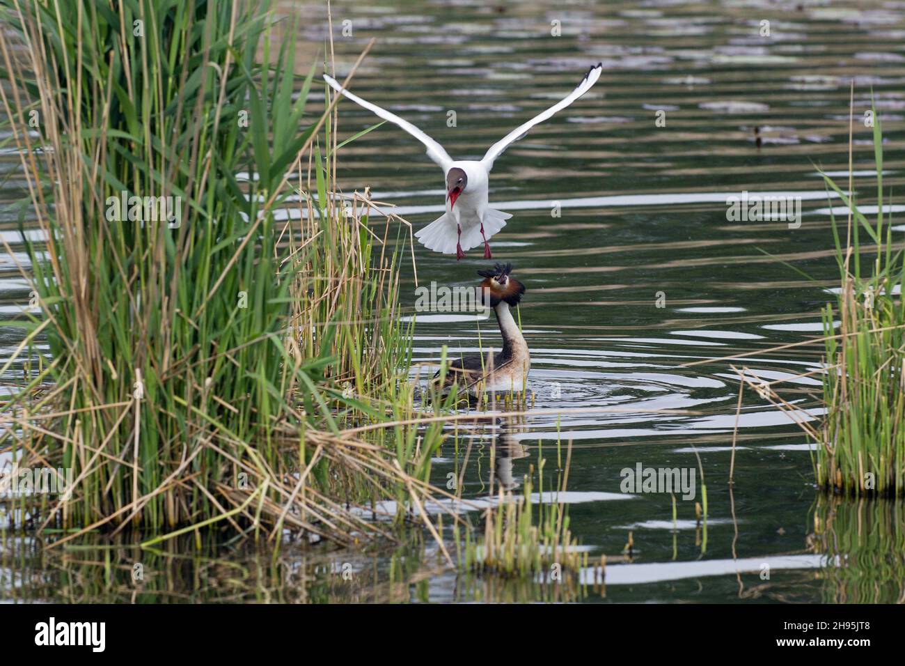 Haubentaucher, (Podiceps cristatus), Konfrontation mit der Schwarzkopfmöwe, (Larus ridibundus) im Nistgebiet, am See, Niedersachsen, Deutschland Stockfoto
