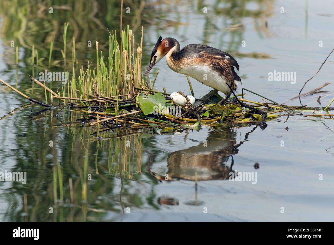 Haubentaucher, (Podiceps cristatus), Weibchen, die auf einer Nestplattform, am See, Niedersachsen, Deutschland, auf Gelege sitzen werden Stockfoto