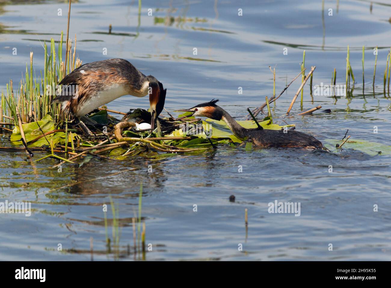 Haubentaucher, (Podiceps cristatus), Weibchen, das Eier auf Nest dreht, während Männchen zu ihr ruft, am See, Niedersachsen, Deutschland Stockfoto