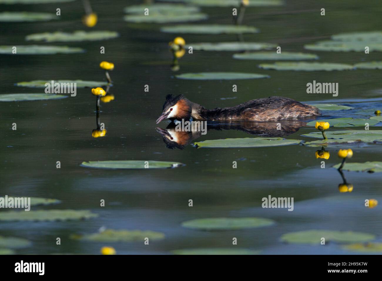 Haubentaucher, (Podiceps cristatus), männlich, schwimmend und rufend, während der Balzvorstellung, Am See, Niedersachsen, Deutschland Stockfoto
