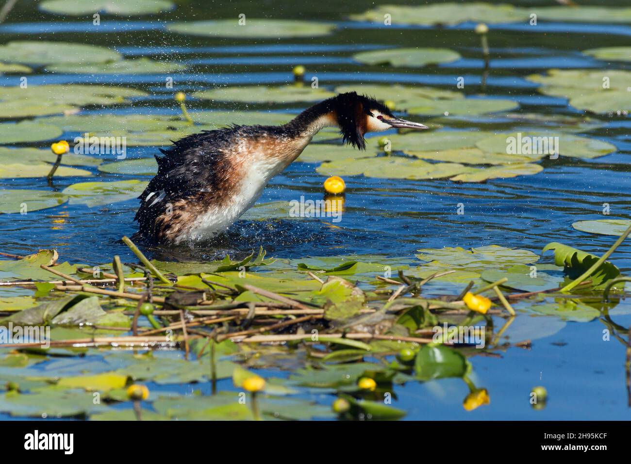 Haubentaucher, (Podiceps cristatus), Erwachsener, der nach dem Tauchen Wasser aus den Federn schüttelt, neben der Nestplattform, am See, Niedersachsen, Deutschland Stockfoto