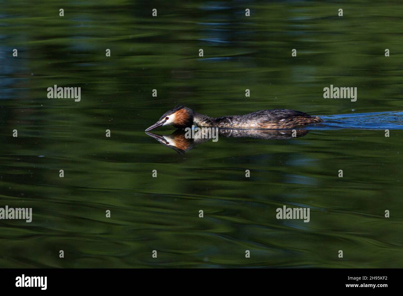 Haubentaucher, (Podiceps cristatus), männlicher Vogel, der über den See schwimmt, mit dem Kopf in der Balzvorstellung geduckt, am See, Niedersachsen, Deutschland Stockfoto