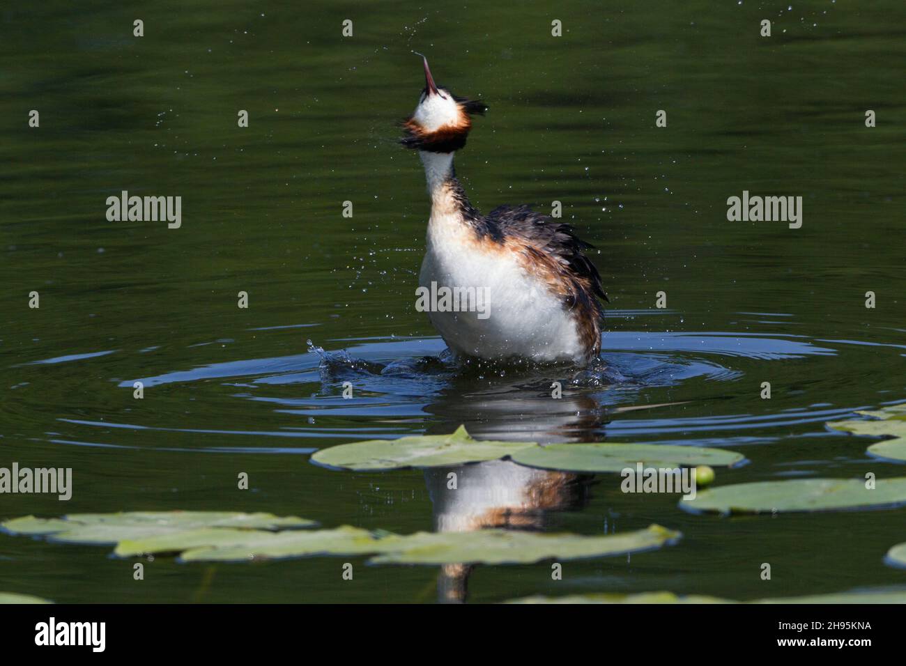 Haubentaucher, (Podiceps cristatus), schüttelt nach dem Tauchen Wasser vom Gefieder, am See, Niedersachsen, Deutschland Stockfoto