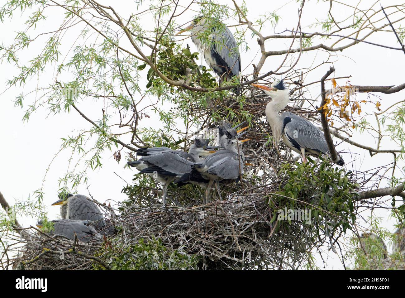 Graureiher, (Ardea cinerea), erwachsen am Brutnest, mit Jugendlichen, die um Nahrung bettelten, Niedersachsen, Deutschland Stockfoto