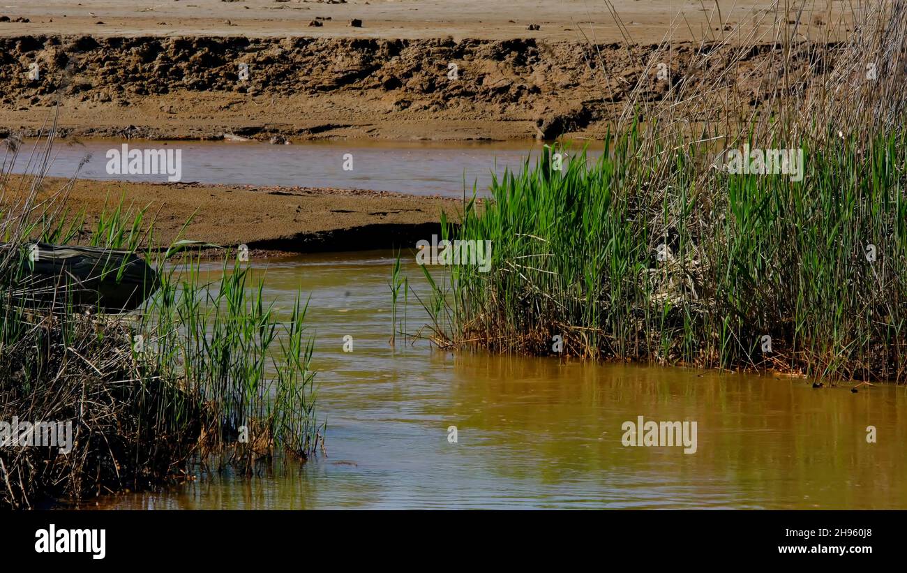 Schmutziger Fluss fließt durch die Wüste. Archivmaterial. Fluss mit Kurven fließt durch Wüstenlongelände mit sumpfigem Gras an seiner Mündung. Stockfoto