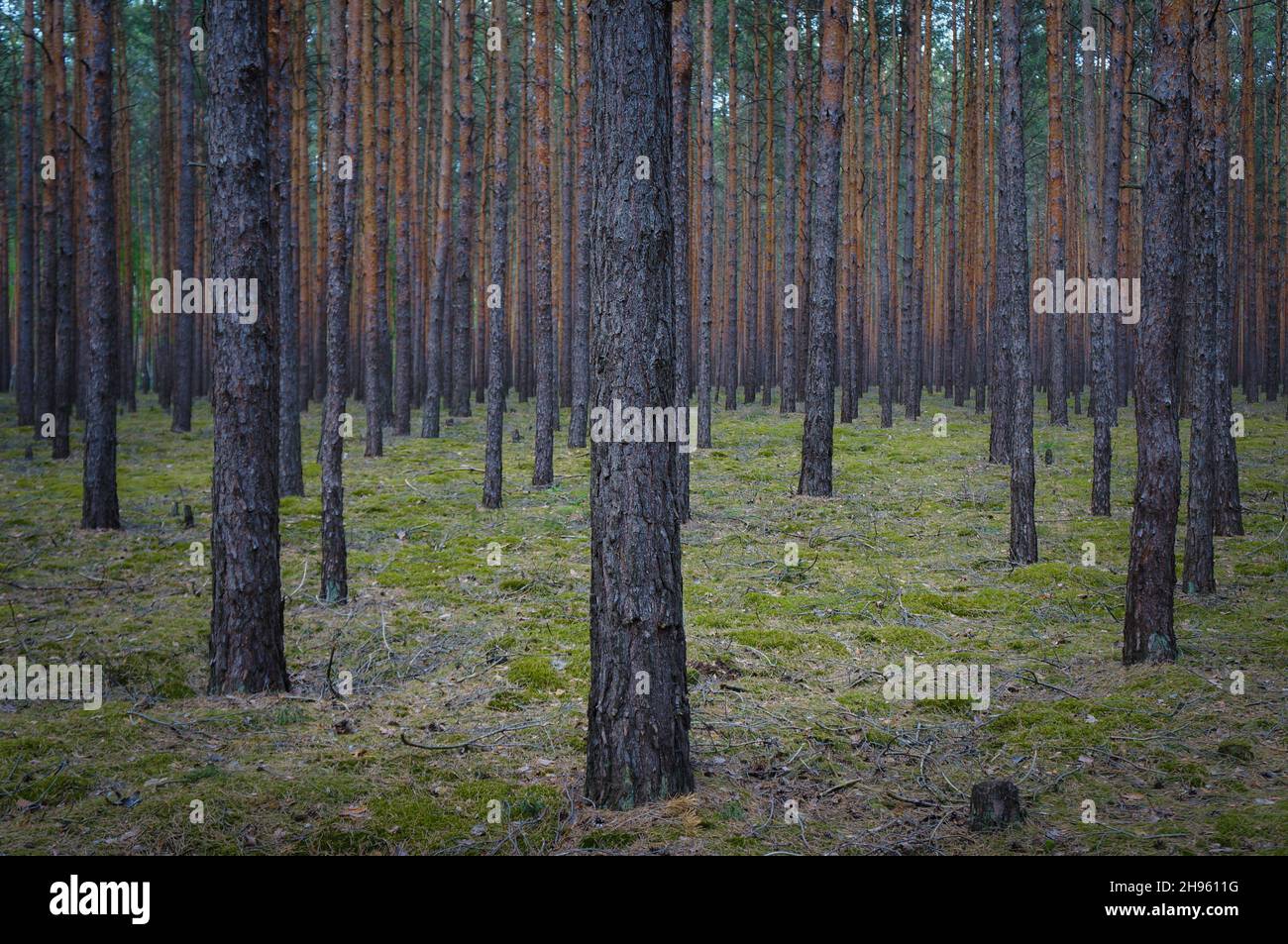 Kiefernwald-Monokultur in Brandenburg, Deutschland Stockfoto
