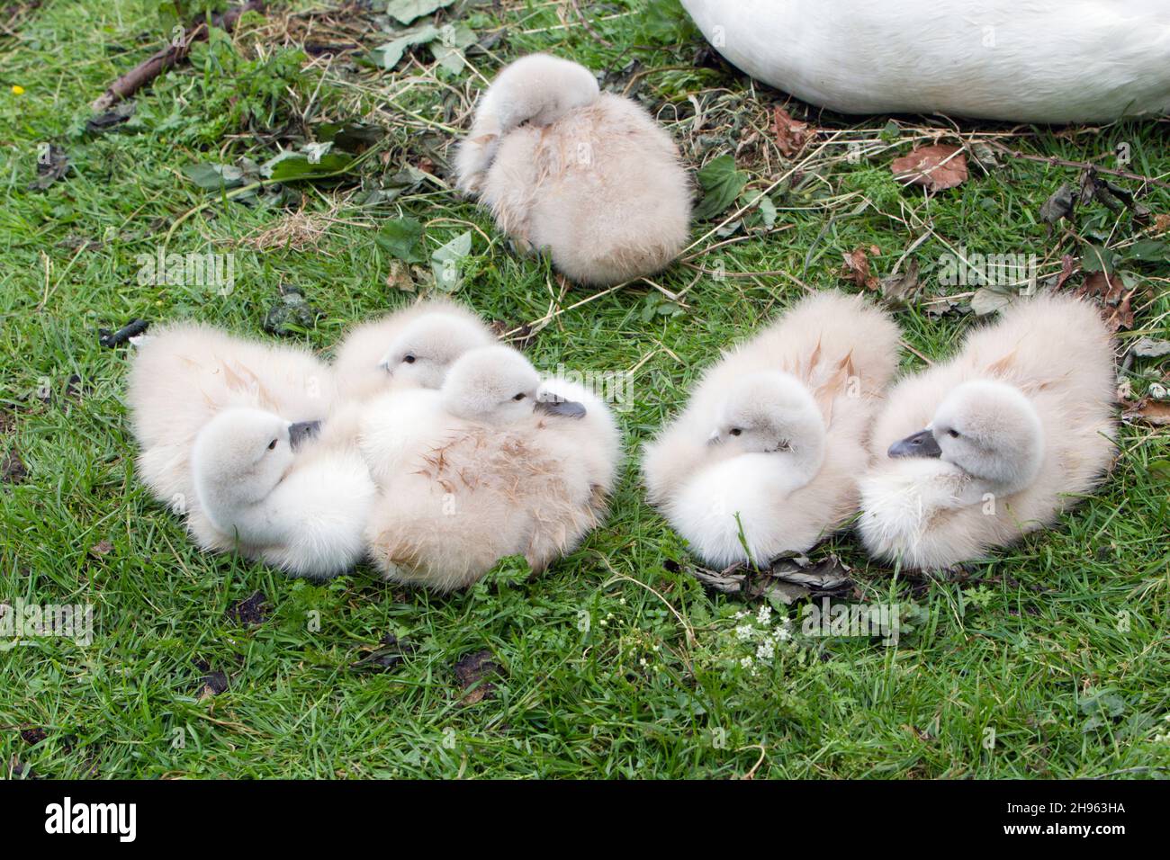 Muter Schwan (Cygnus olor), Elternvögel mit jungen Cygnets, ruhend am Seeufer, Niedersachsen, Deutschland Stockfoto