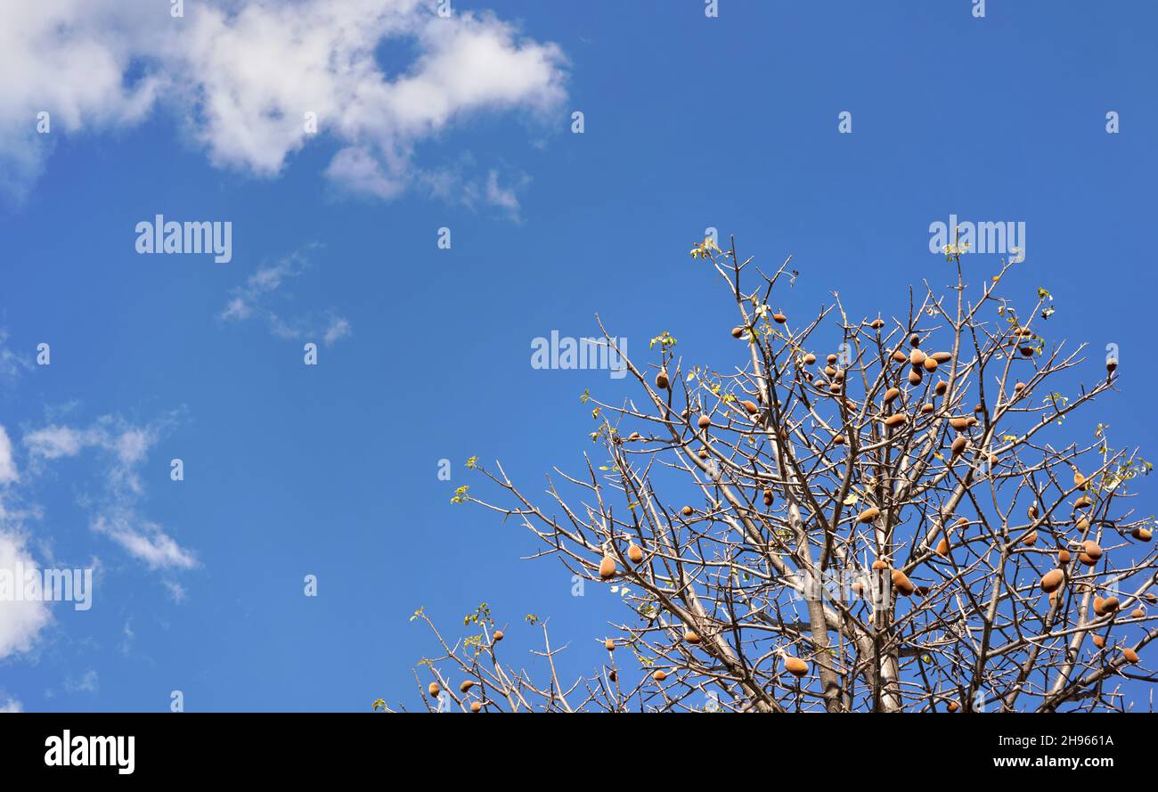 Blick auf den Baobab Baum, nur wenige Blätter, aber Früchte auf Ästen, gegen blauen Himmel Stockfoto
