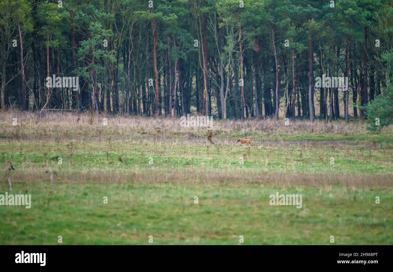 Mann, der drei Retriever mit einer Führung in der grünen herbstlichen Landschaft, Wiltshire, Großbritannien, läuft Stockfoto