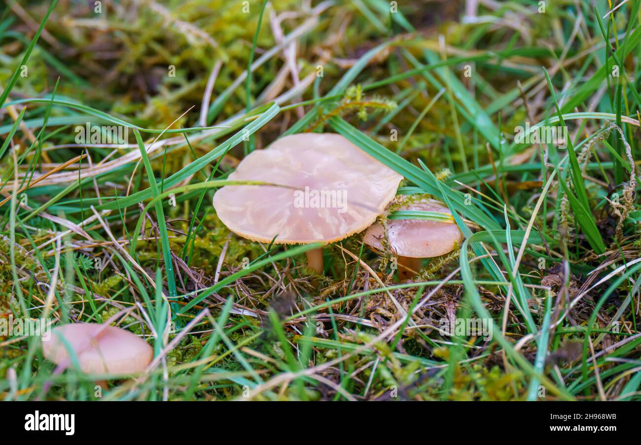 Nahaufnahme des Feldpilzes (Agaricus campestris) Stockfoto