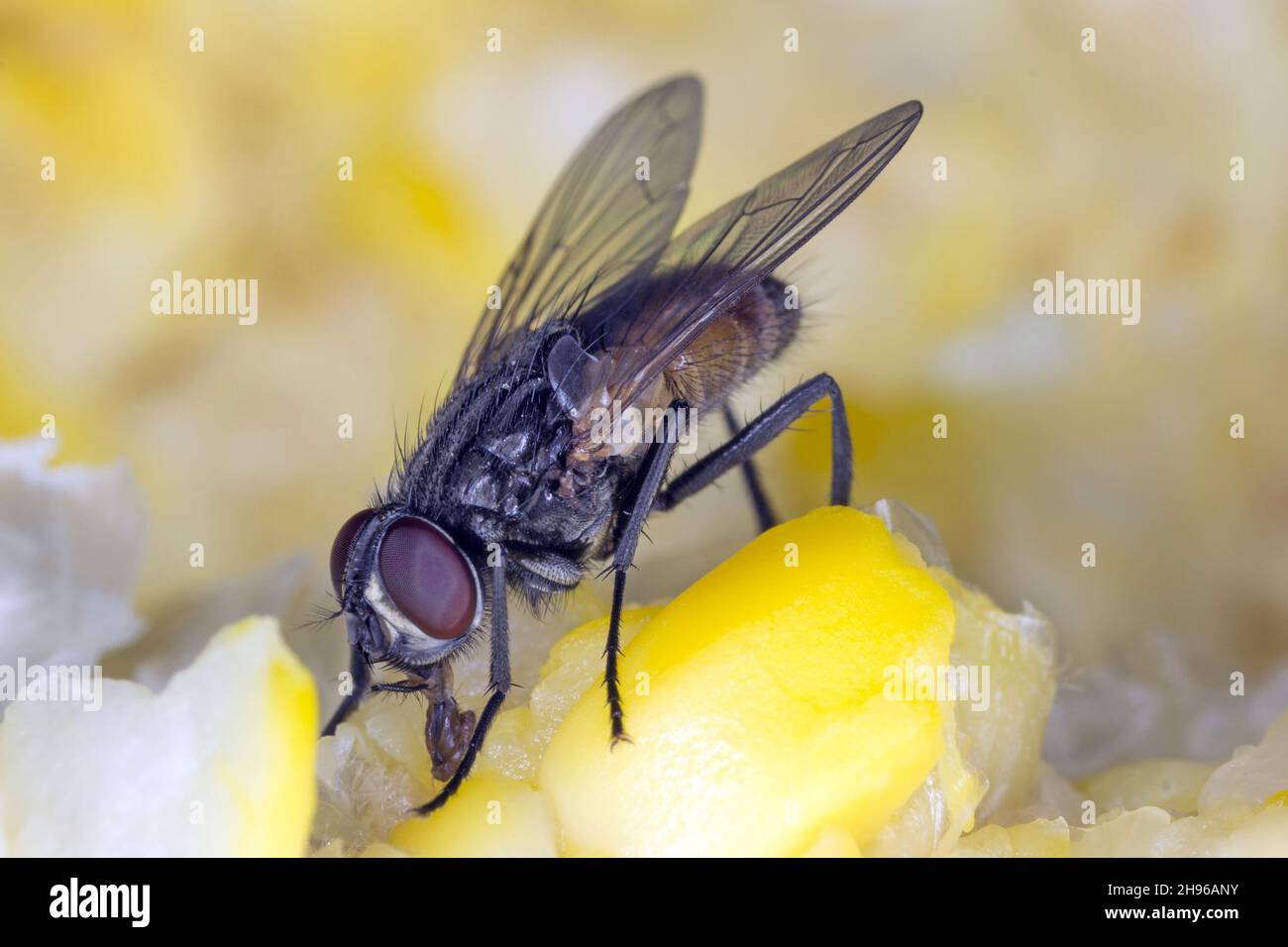 Die Hausfliege Musca domestica. Häufiges und belastendes Insekt in Häusern Stockfoto
