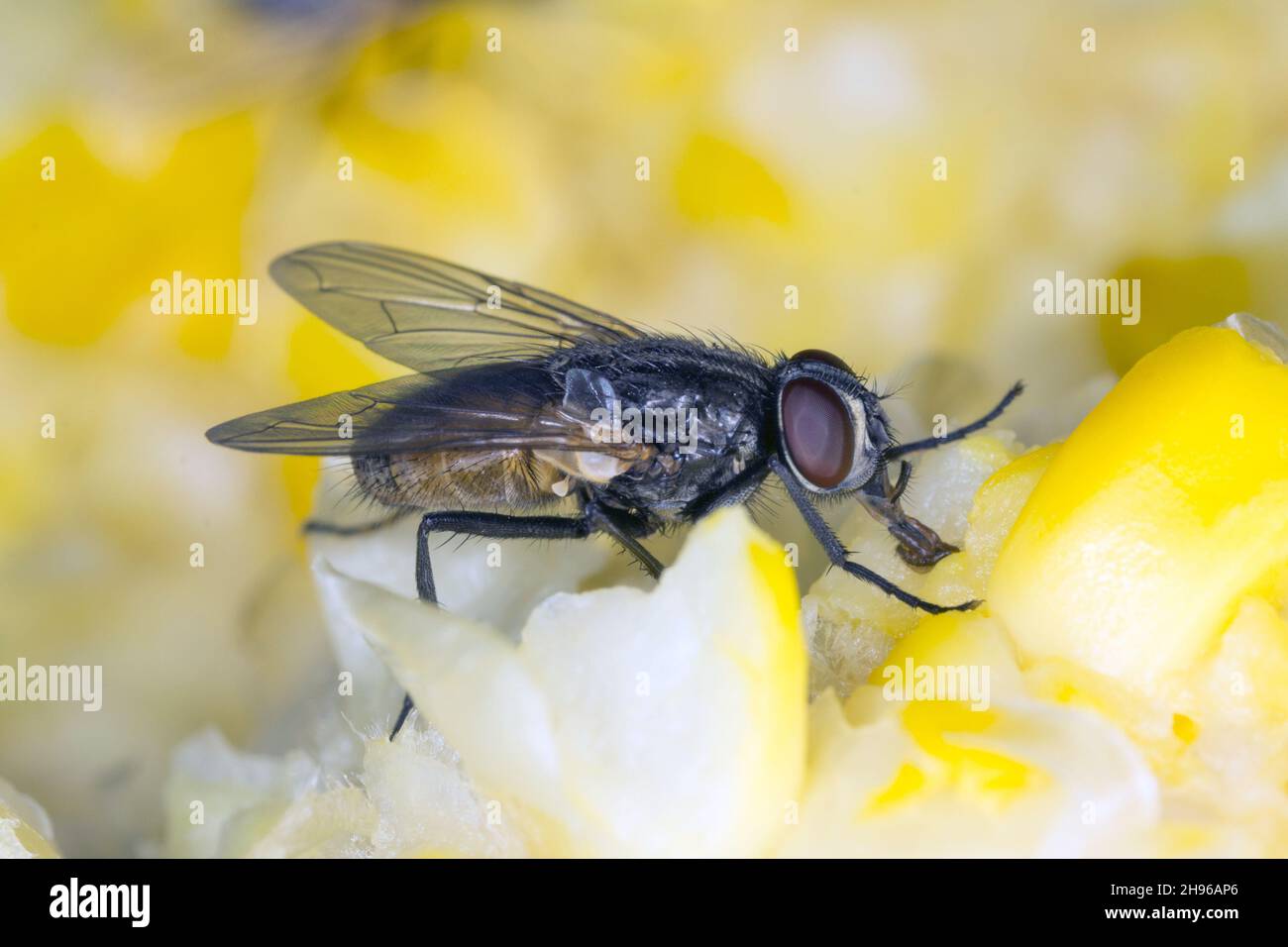 Die Hausfliege Musca domestica. Häufiges und belastendes Insekt in Häusern Stockfoto