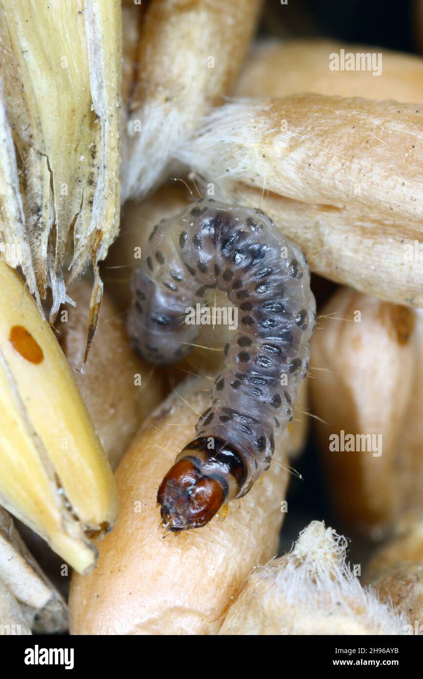 Raupe des europäischen Getreidewurms oder der europäischen Kornmotte Nemapogon granella ist eine Art von Tineoidmotten aus der Familie der Pilzmotten (Tineidae). Stockfoto