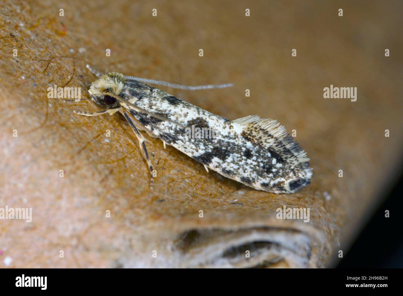 Europäischer Getreidewurm oder europäischer Kornmotte Nemapogon granella ist eine Art von Tineoidmotte. Sie gehört zur Familie der Pilzmotten (Tineidae). Stockfoto