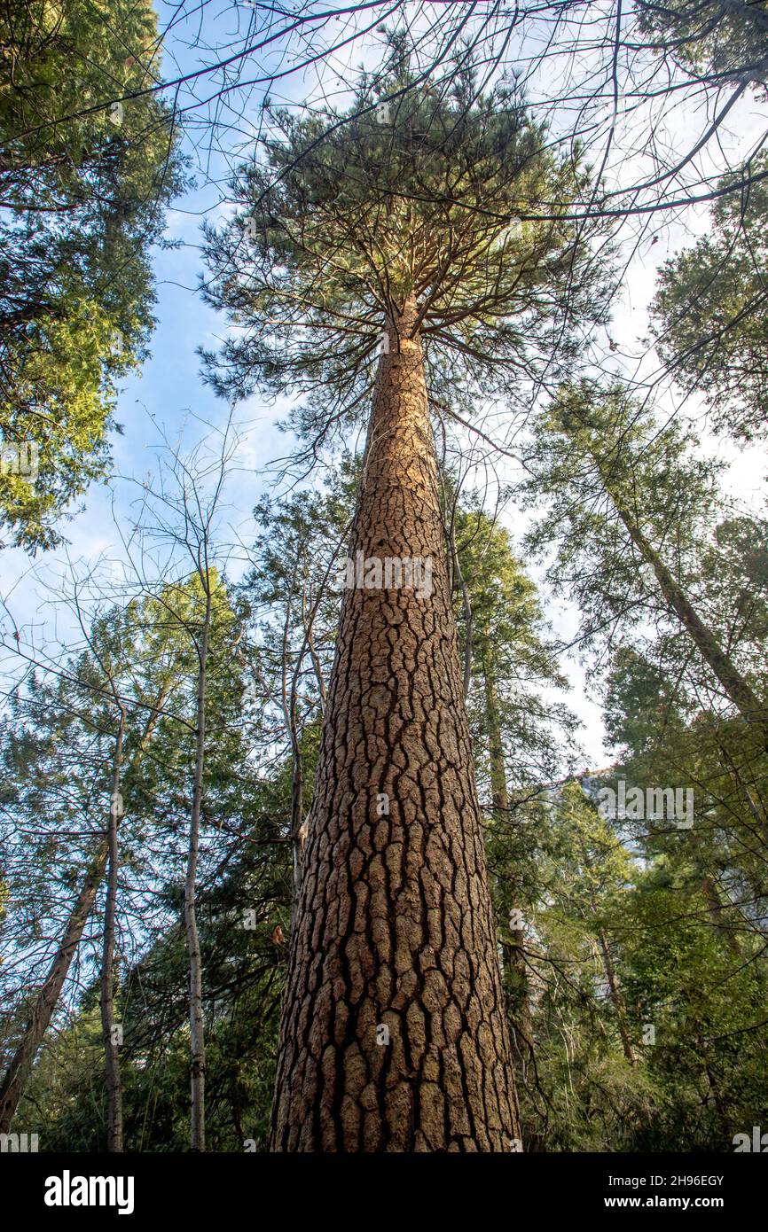 Ponderosa Pine im Yosemite Valley, Kalifornien. Stockfoto