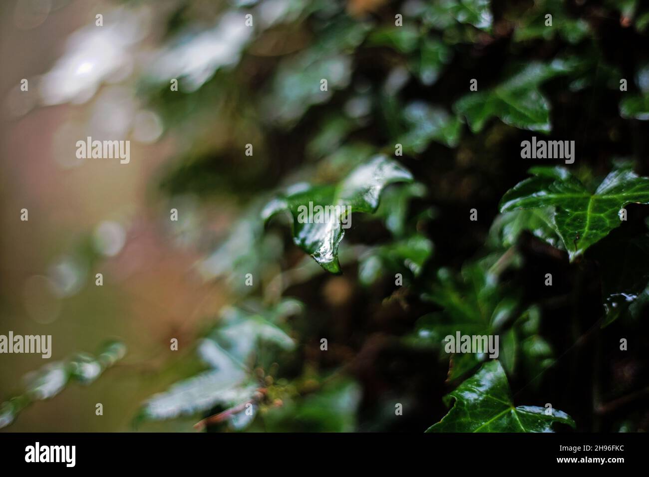 Efeublätter schossen an einem nassen Herbsttag aus der Nähe Stockfoto