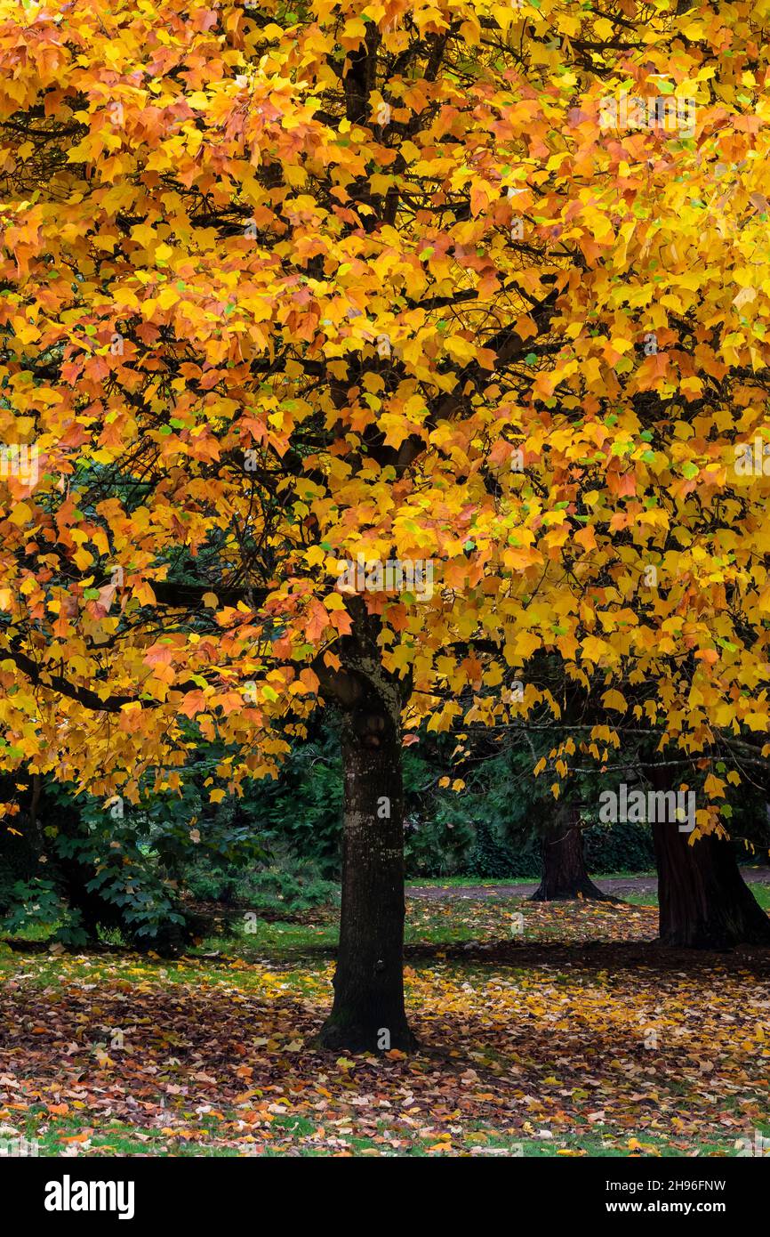 Tulip Tree, Liriodendron tulipifera, im Herbst Gold im Green Lake Park, Seattle, Washington State, USA Stockfoto