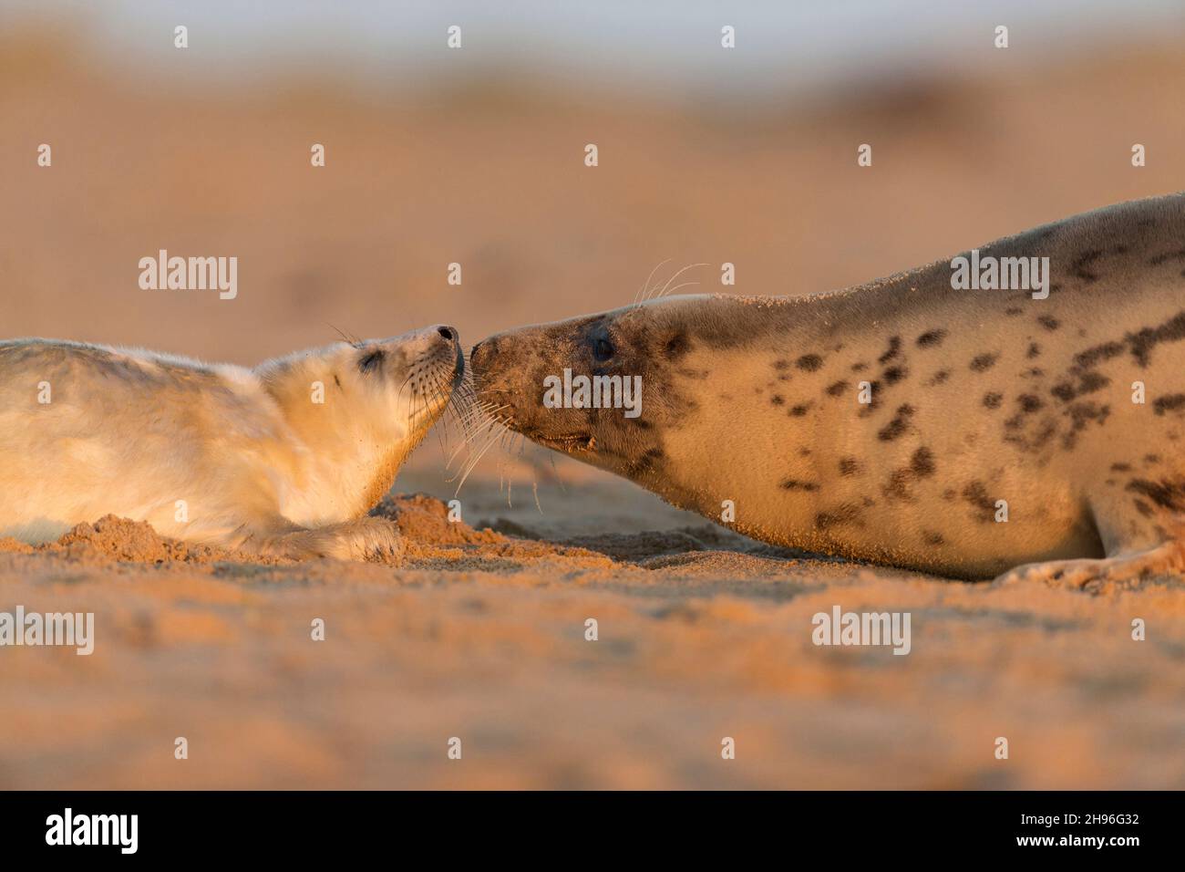 Graue Robbe (Halichoerus grypus) Erwachsene Weibchen, die sich mit Welpen am Strand, Horsey, Norfolk, England, verbinden, Dezember Stockfoto