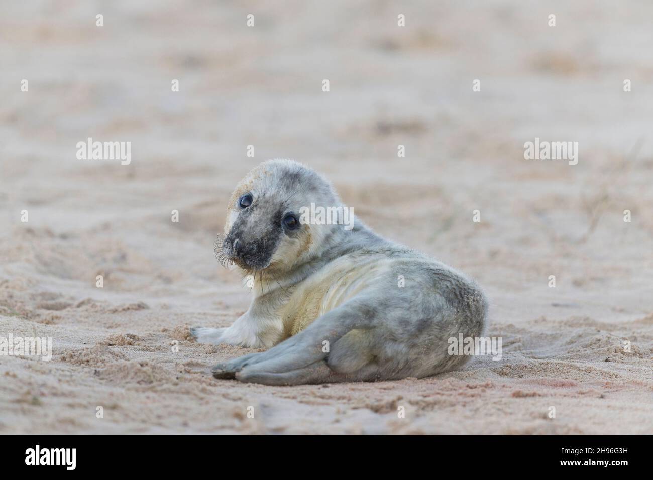 Grauer Seehund (Halichoerus grypus), der am Strand ruht, Horsey, Norfolk, England, Dezember Stockfoto