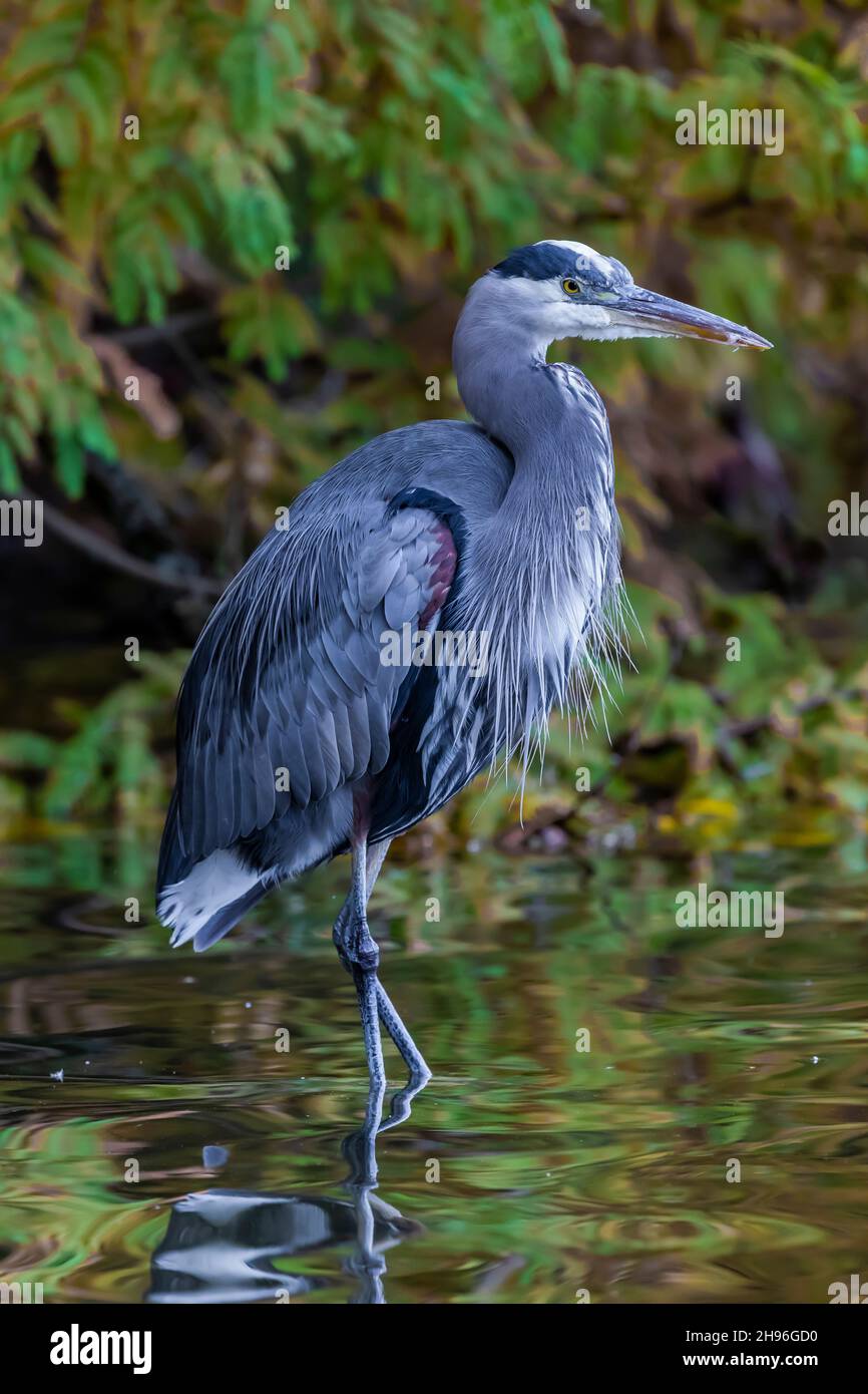 Great Blue Heron, Ardea herodias, Angeln in Green Lake Park, Seattle, Washington State, USA Stockfoto