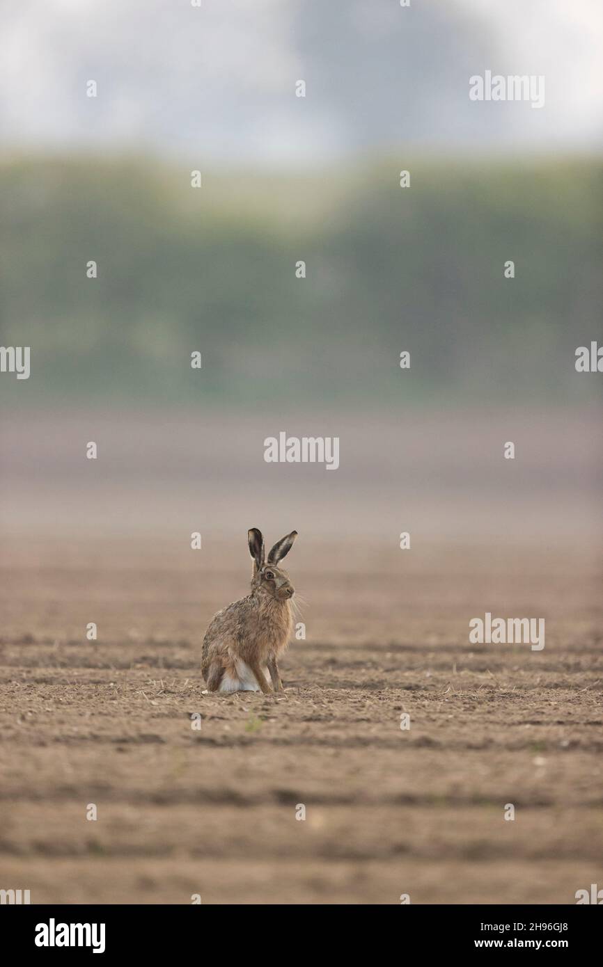 Europäischer Hase (Lepus europeaus), Erwachsener, der auf Ackerfeld sitzt, Suffolk, England, April Stockfoto