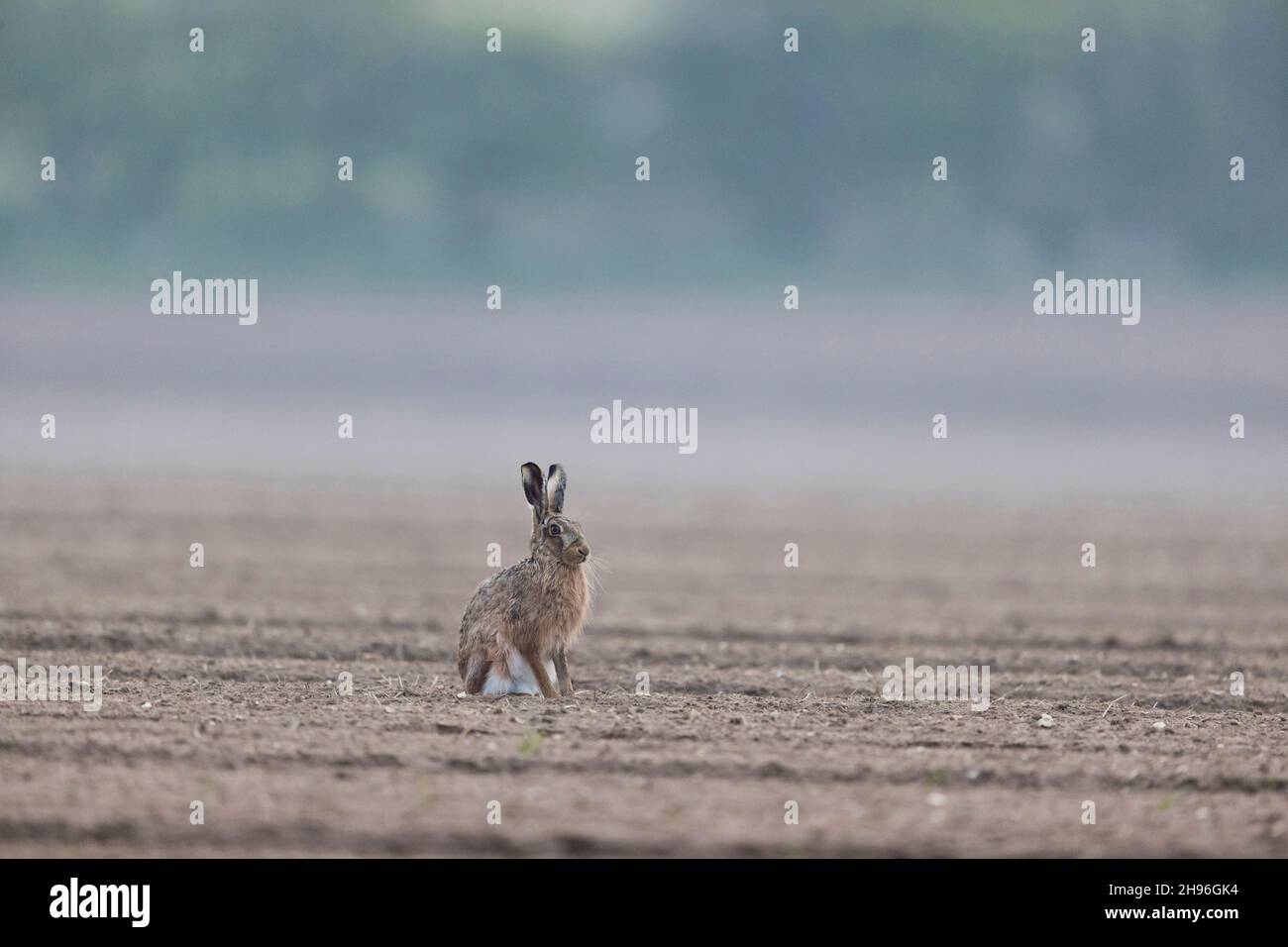 Europäischer Hase (Lepus europeaus), Erwachsener, der auf Ackerfeld sitzt, Suffolk, England, April Stockfoto