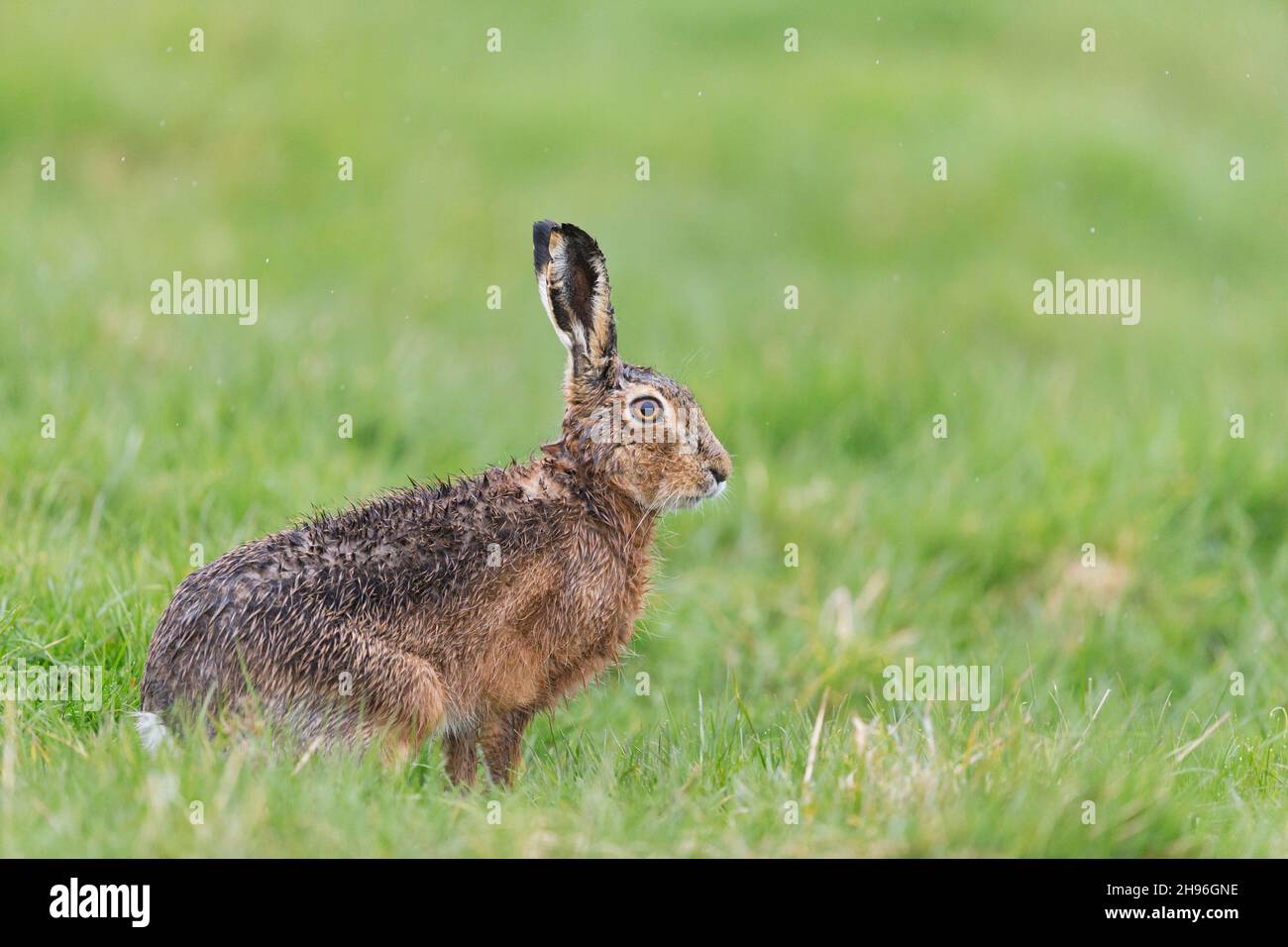 Europäischer Hase (Lepus europeaus) erwachsenes Männchen, das nach Regen auf einem Grasfeld mit nassem Fell sitzt, Suffolk, England, April Stockfoto