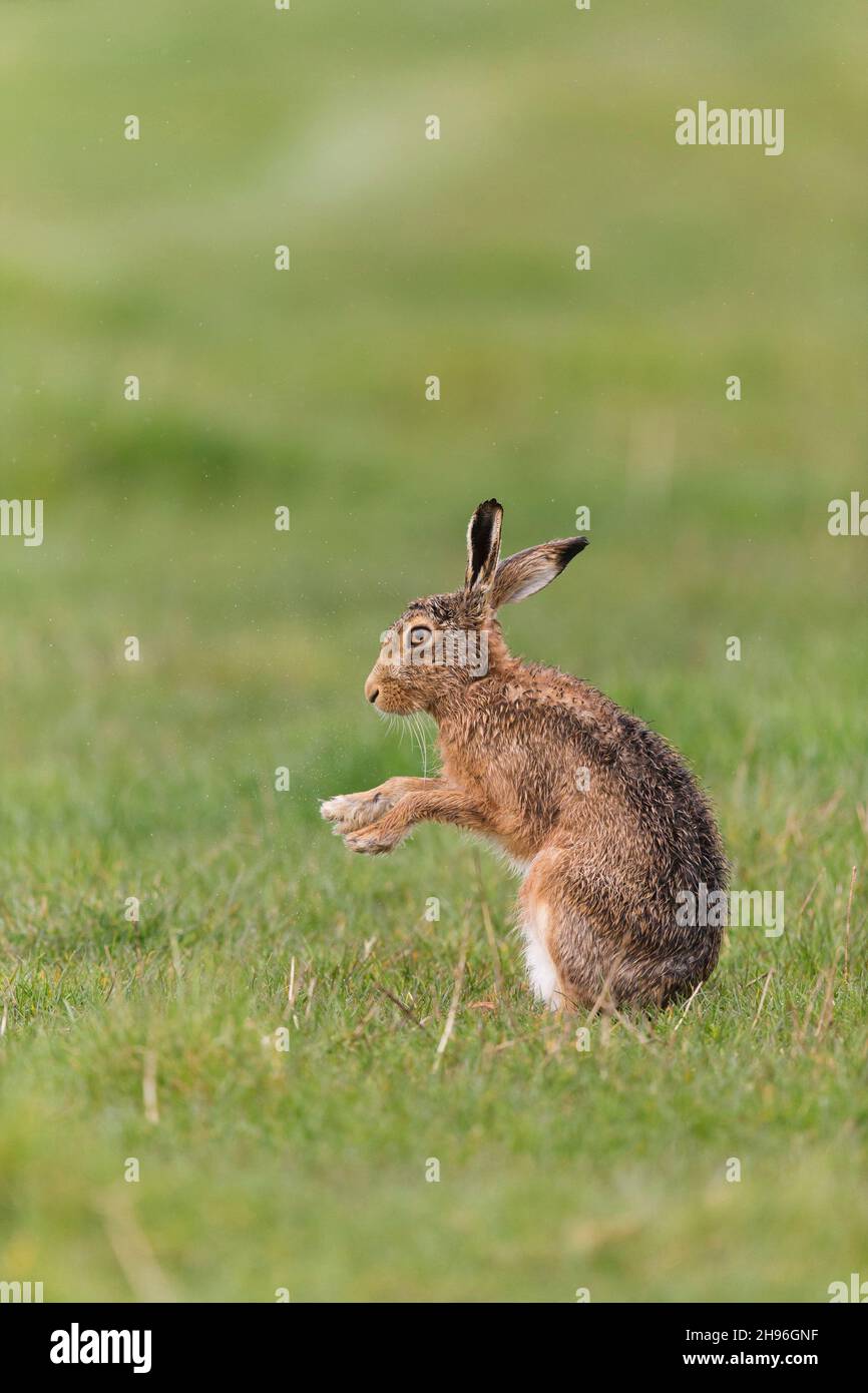 Europäischer Hase (Lepus europeaus), erwachsenes Männchen, das auf dem Grasfeld sitzt und vor dem Regen die Füße schüttelt, Suffolk, England, April Stockfoto
