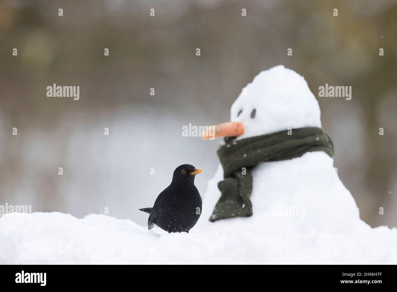 Amsel (Turdus merula) erwachsenes Männchen, das auf Schnee steht, mit Schneemann im Hintergrund, Suffolk, England, Februar Stockfoto