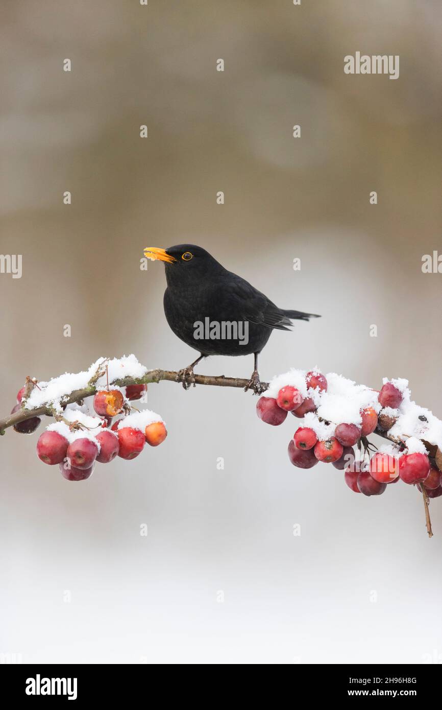 Gewöhnlicher Amsel (Turdus merula), erwachsenes Männchen, das auf einem schneebedeckten Krabbenapfelzweig thront, Suffolk, England, Februar Stockfoto