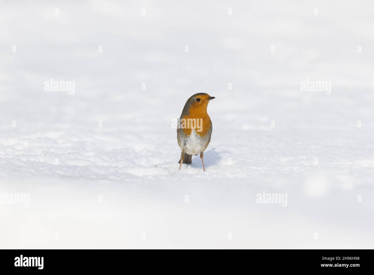 Europäischer Rotkehlchen (Erithacus rubecula), auf Schnee stehend, Suffolk, England, Februar Stockfoto