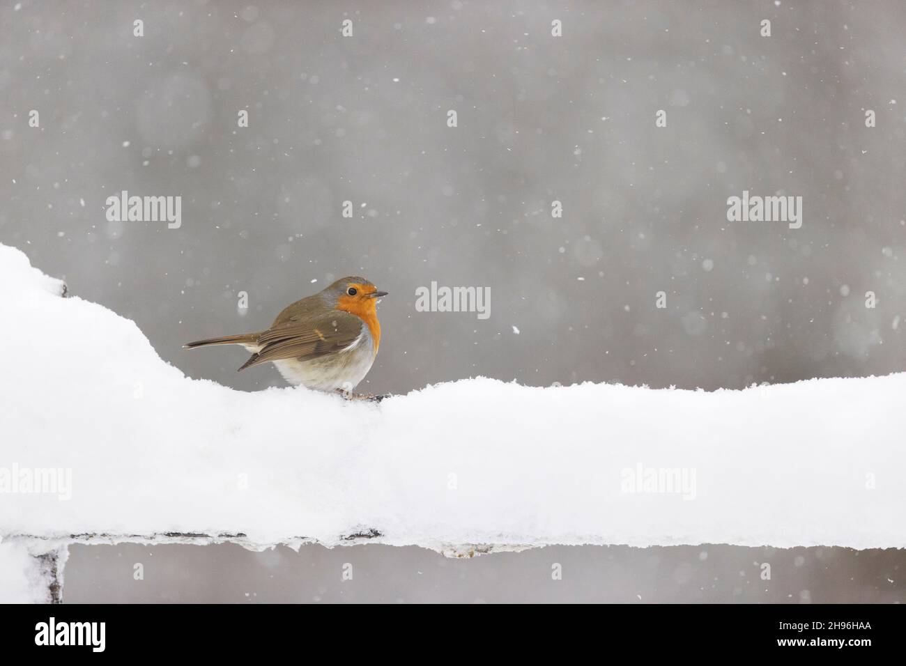 Europäischer Rotkehlchen (Erithacus rubecula), der während des Schneefalls auf einem schneebedeckten Zaun thront, Suffolk, England, Februar Stockfoto