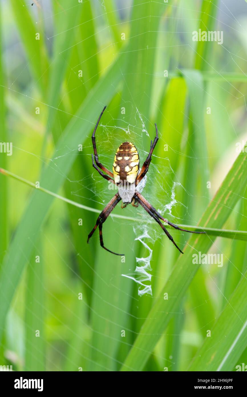 Gelbe Gadenspinne (Argiope aurantia) im Web, Sommer, Eastern United States, von Dominique Braud/Dembinsky Photo Assoc Stockfoto