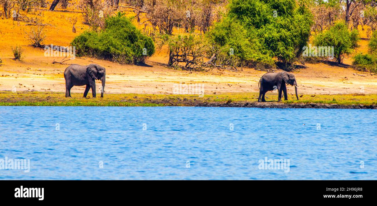 Elefanten am Chobe River Stockfoto